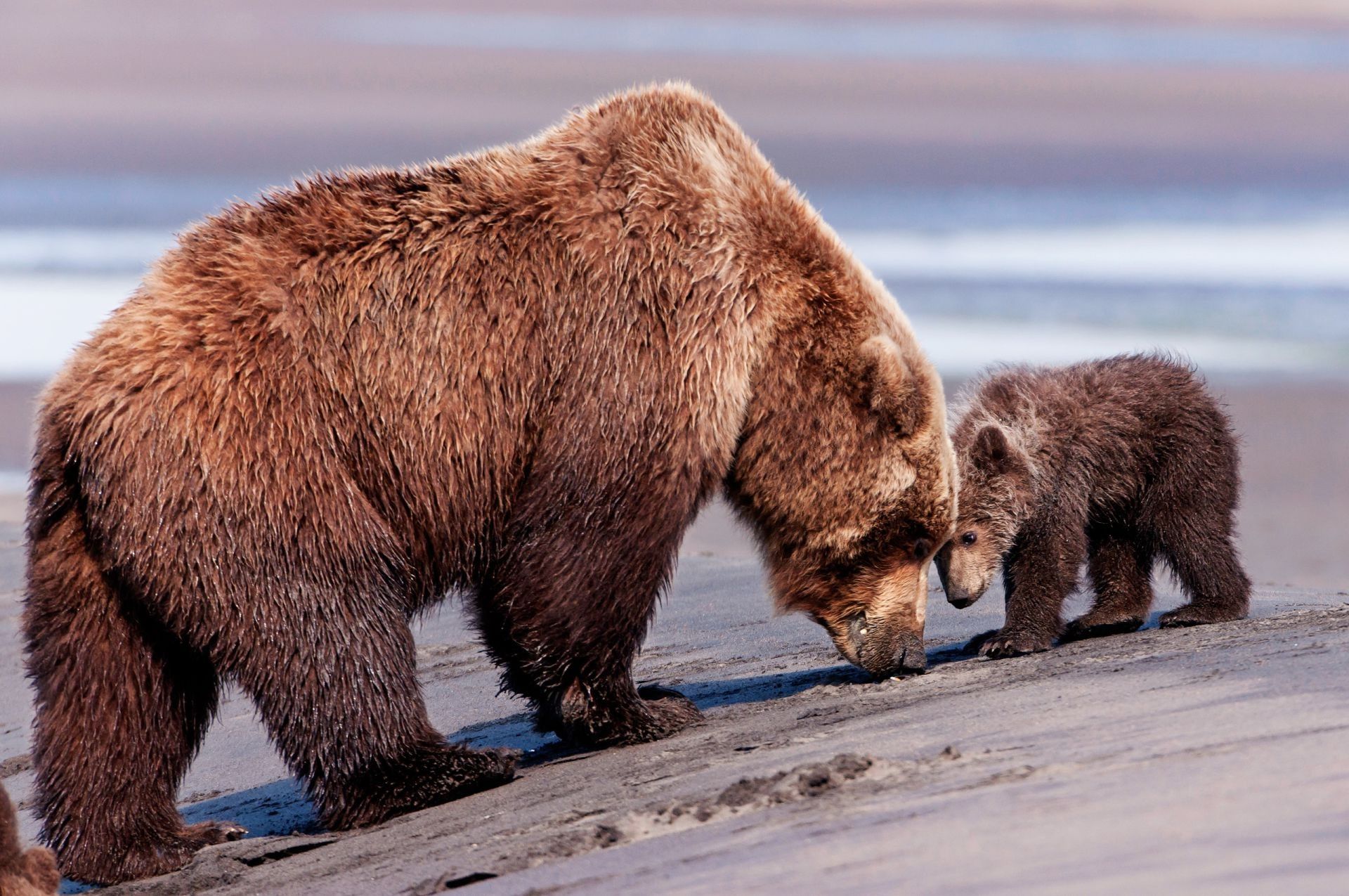 Mama bear Teddy Bear brown bear brown bears