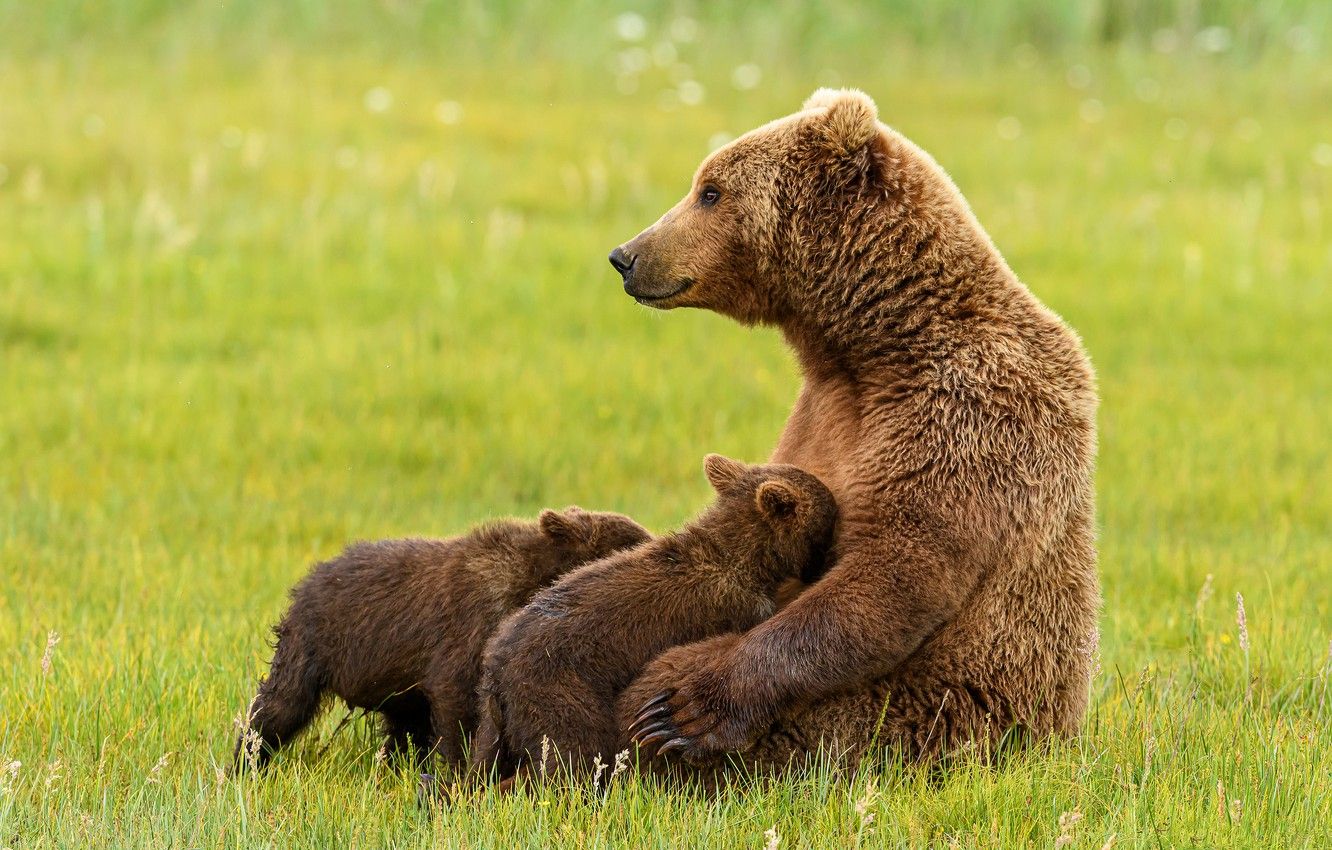 Wallpaper grass, pose, glade, bear, bears, profile, kids, bears, sitting, mom, bear image for desktop, section животные