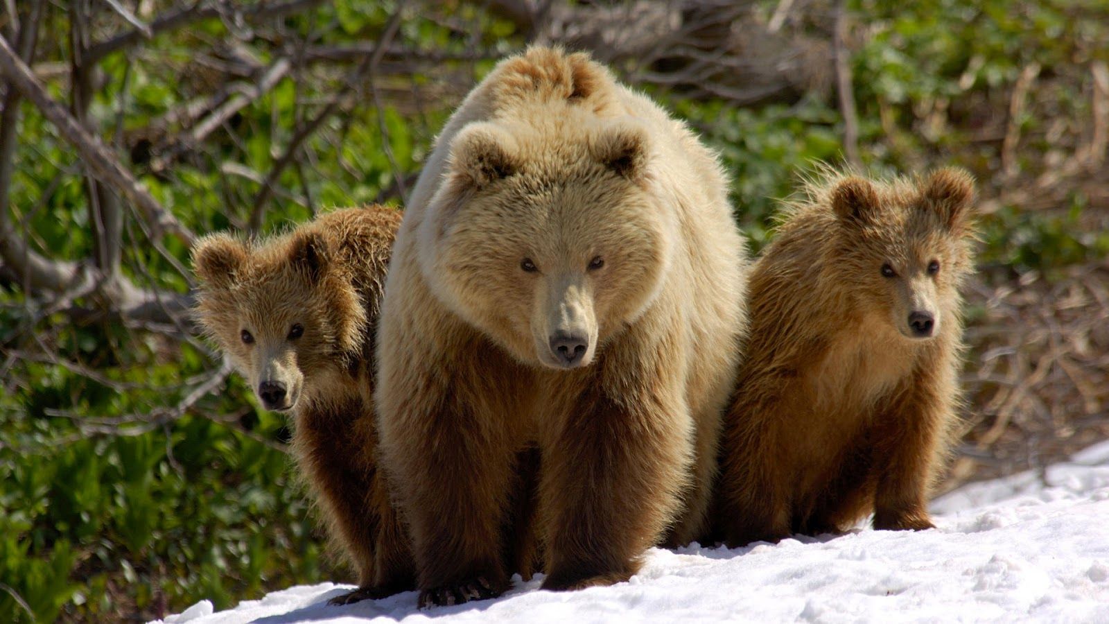 Brwon Bears Winter Wallpaper Bear And Two Cubs