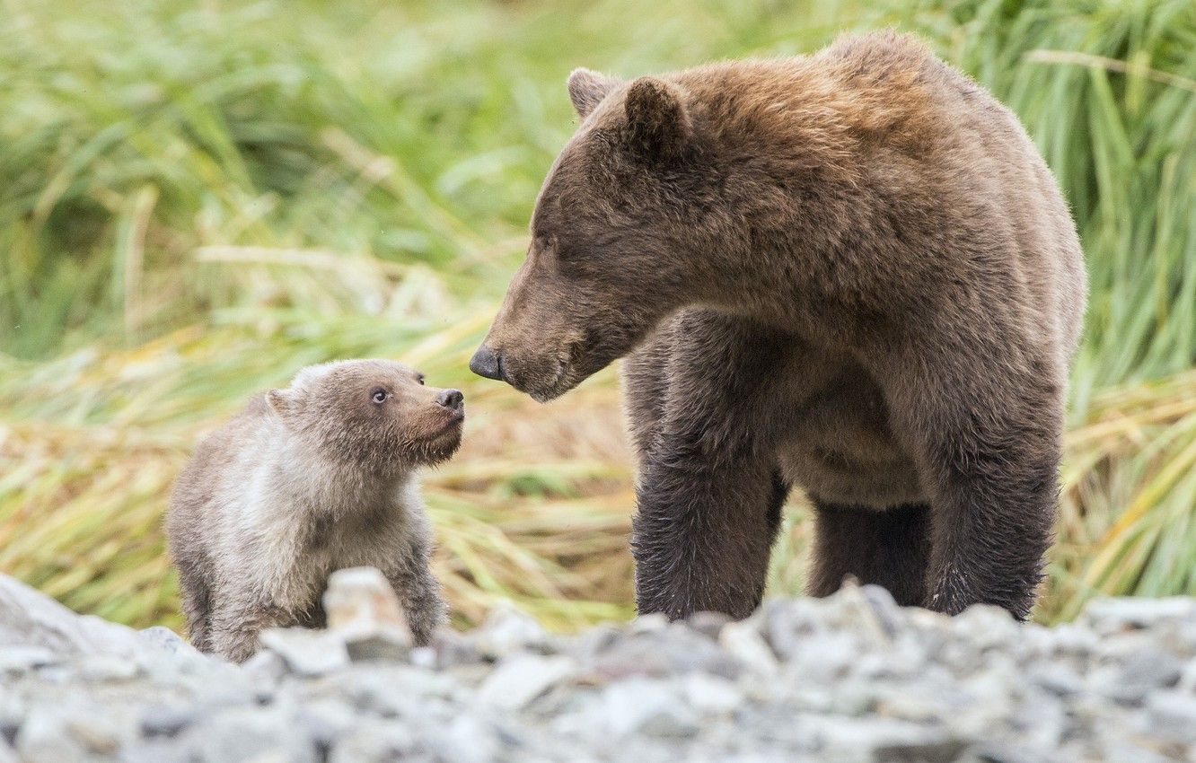 Wallpaper grass, nature, baby, bears, mom image for desktop, section животные