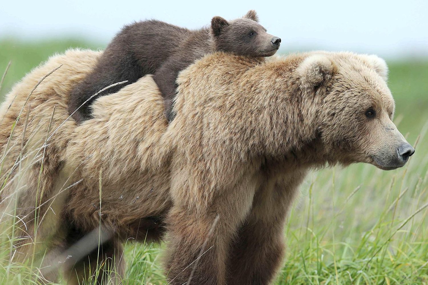 Adorable Moments Between Mom Bears And Their Teddy Bear Cubs
