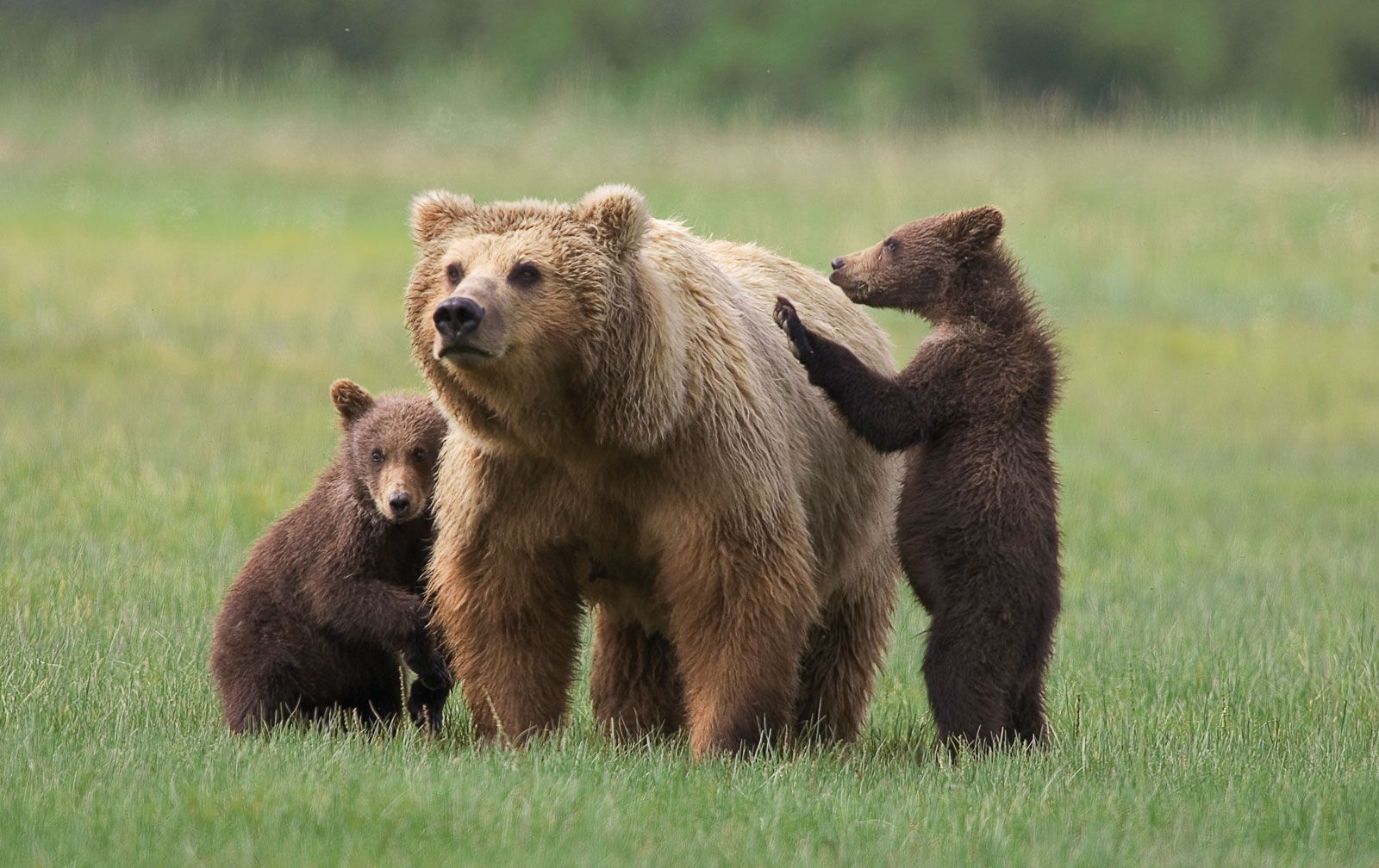 1255690 HD Mama Bear With Cubs  Rare Gallery HD Wallpapers