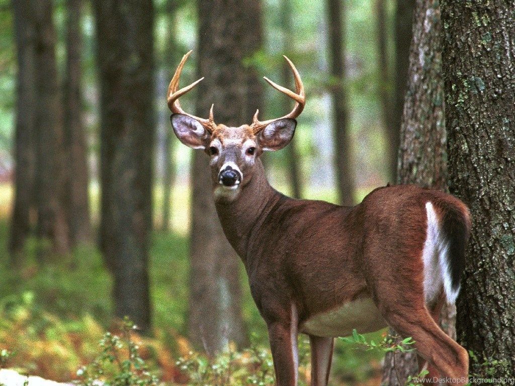 Monster Whitetail Deer Buck Wallpaper. Desktop Background