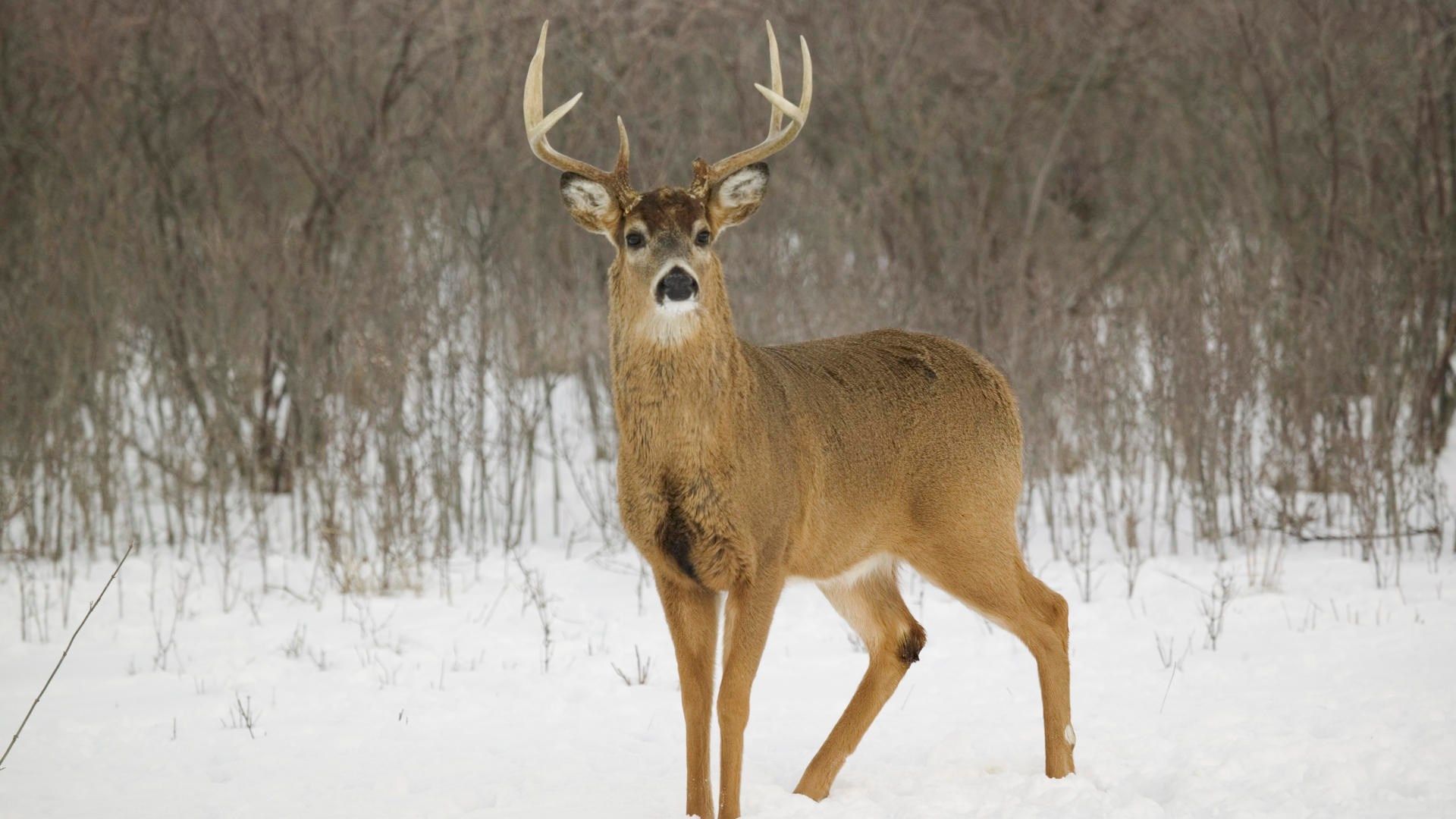 Whitetail Deer Wallpaper 1920x1080