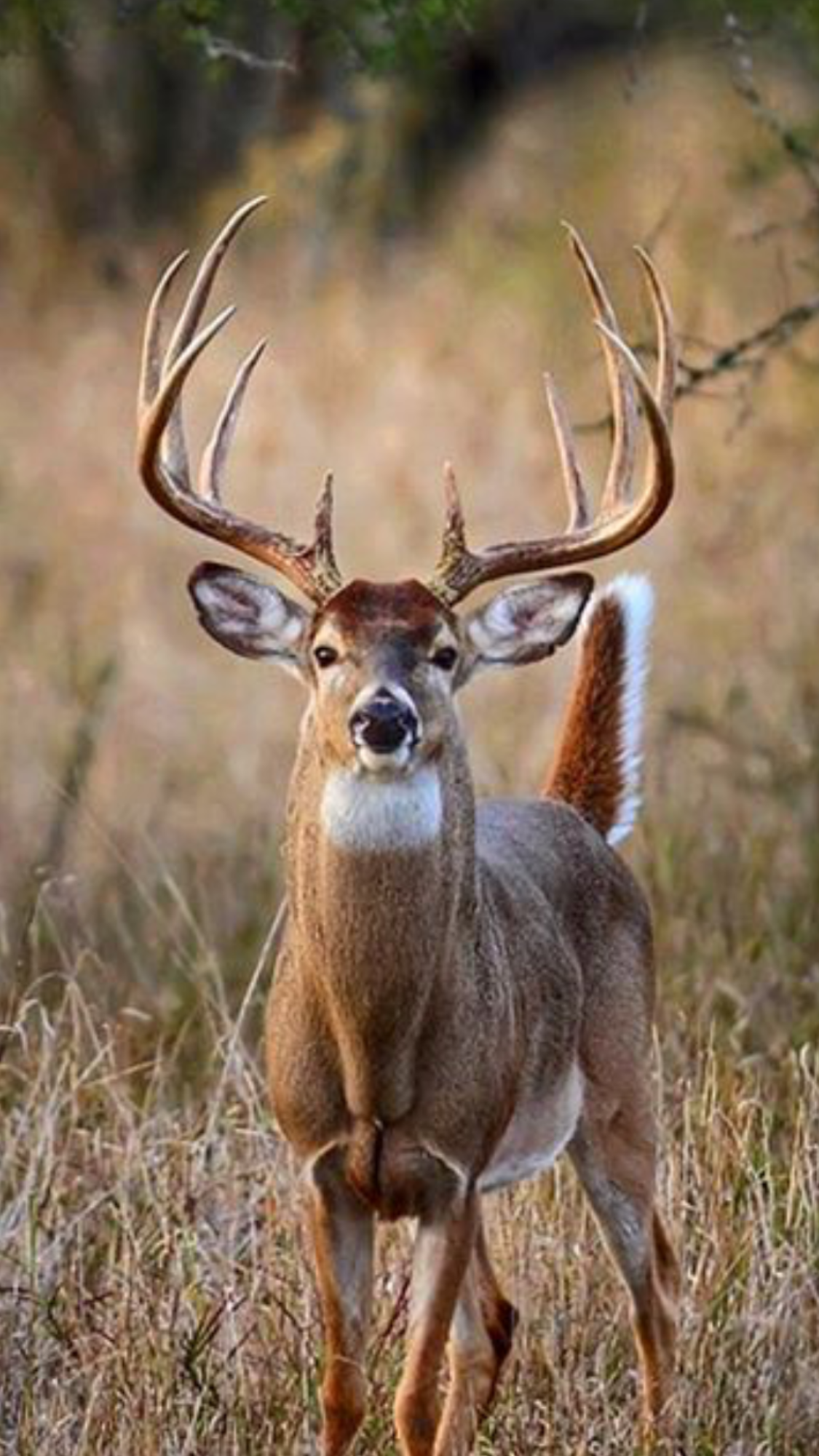 Buck Deer Wallpapers Wallpaper Cave