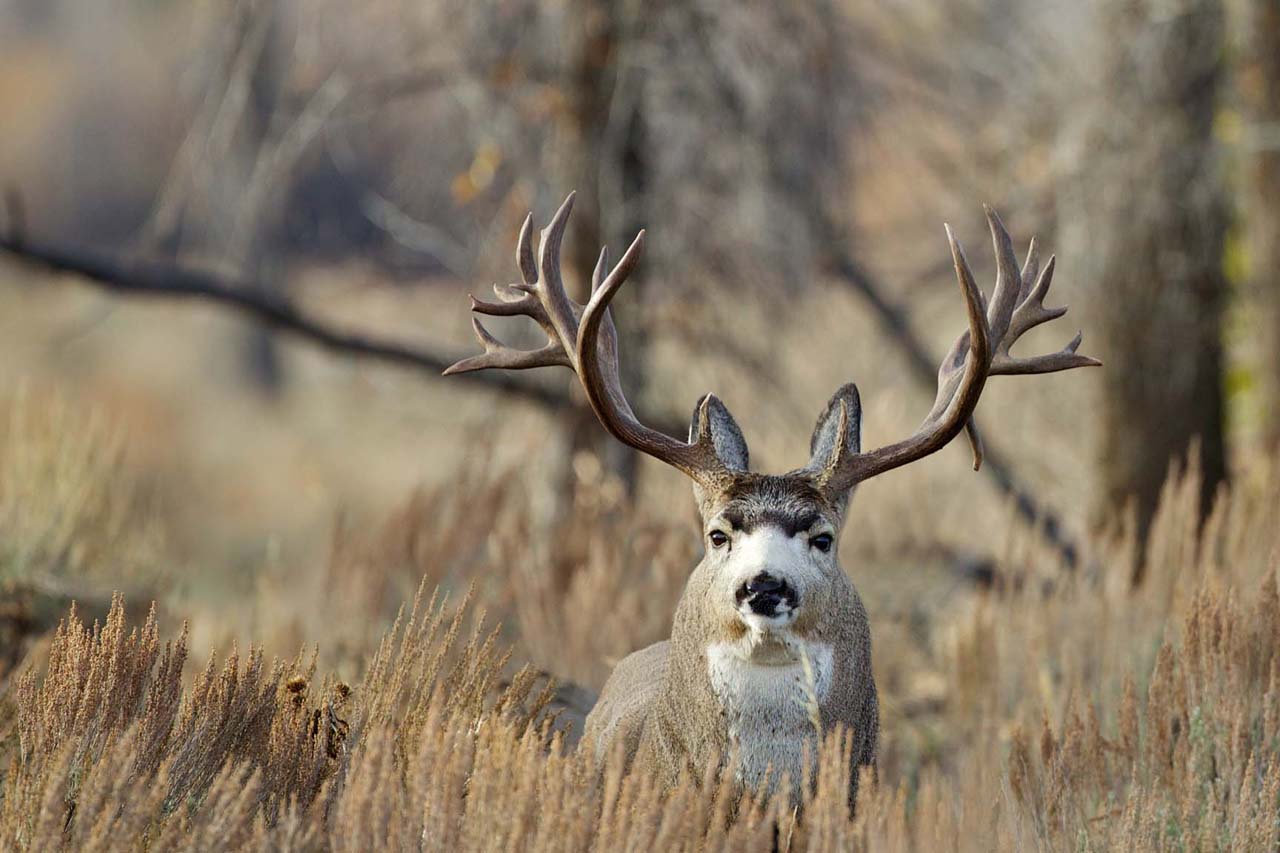 Monster Bucks Wallpaper Hole Mule Deer HD Wallpaper