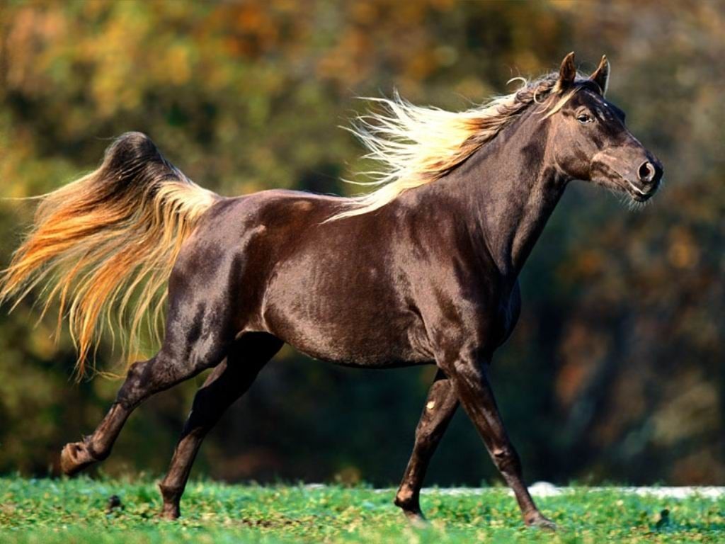 Free download American Saddlebred Horse [1024x768] for your Desktop, Mobile & Tablet. Explore American Saddlebred Wallpaper. American Saddlebred Wallpaper, American Beauty American Psycho Wallpaper, American Wallpaper
