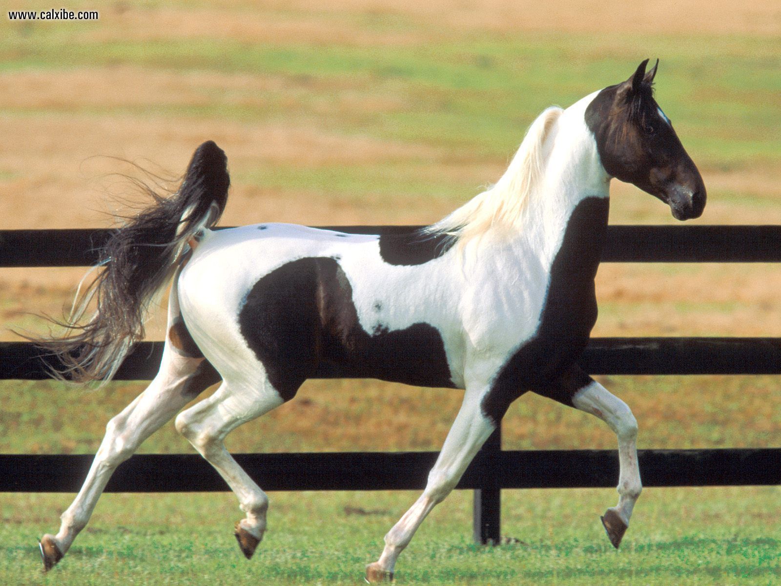 Horses Saddlebreds Wallpapers - Wallpaper Cave