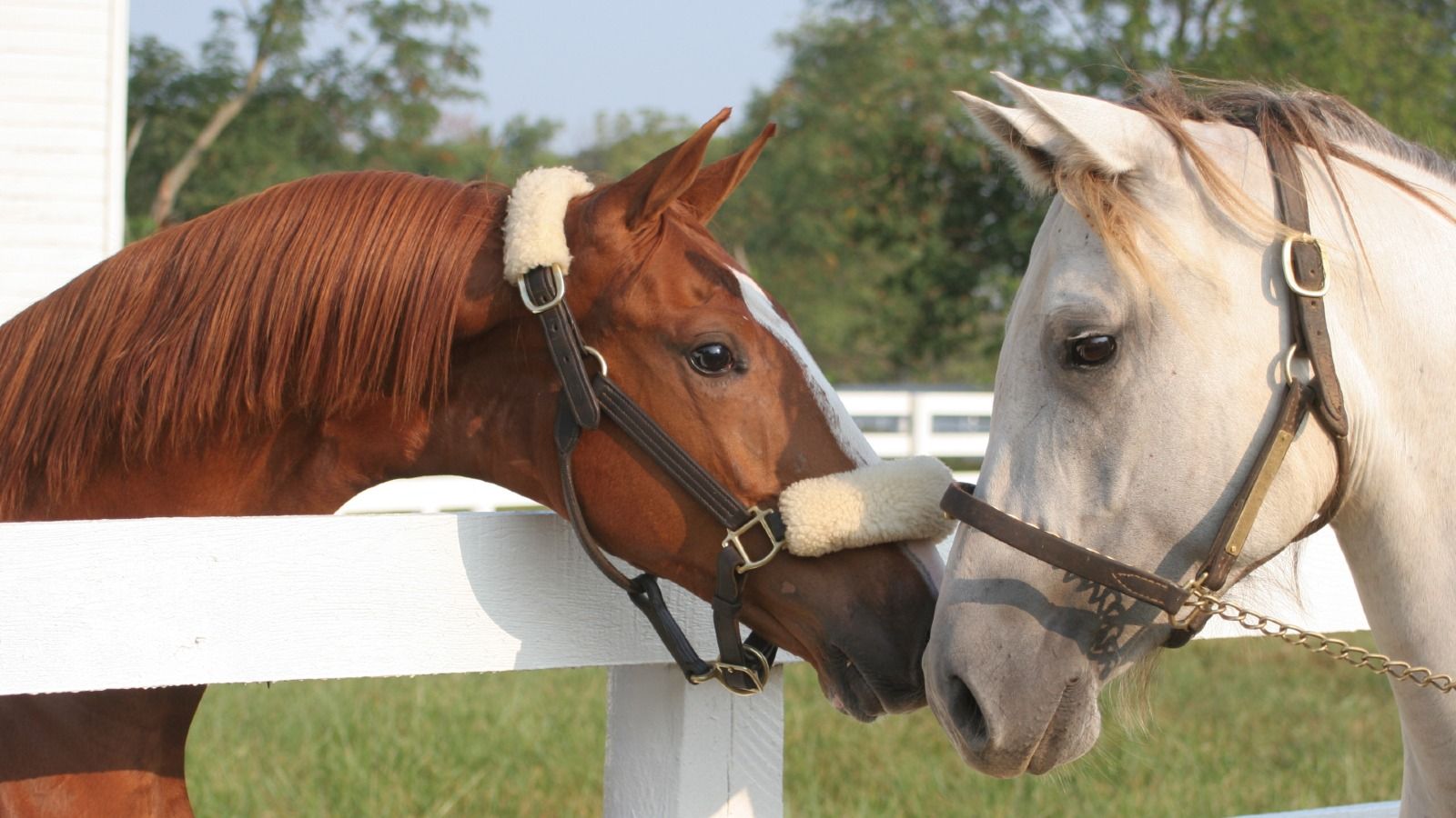 A Behind the Scenes Look at Kentucky's Horse Country. Kentucky Tourism of Kentucky Kentucky, Official Site