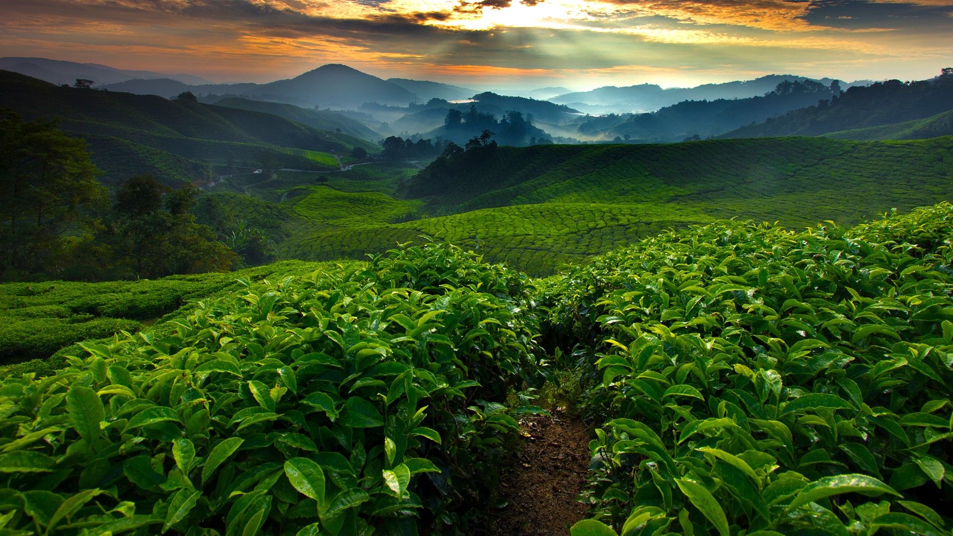 Tea fields plantation in the morning, Cameron Highland, Malaysia. Windows 10 Spotlight Image