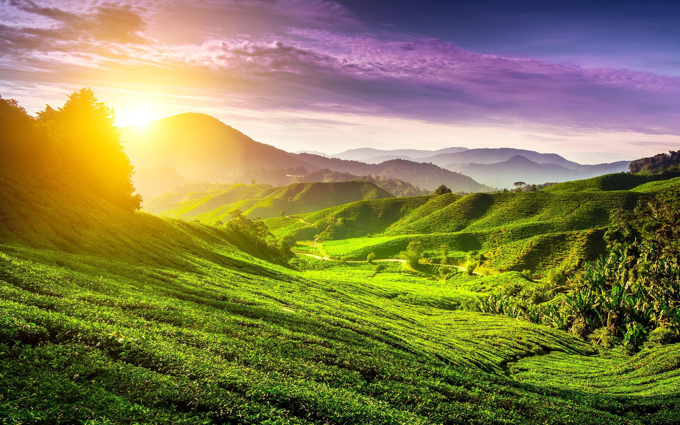Download wallpaper 4k, Cameron Highlands, sunset, summer, tea plantations, hills, Malaysia, Asia for desktop with resolution 2880x1800. High Quality HD picture wallpaper