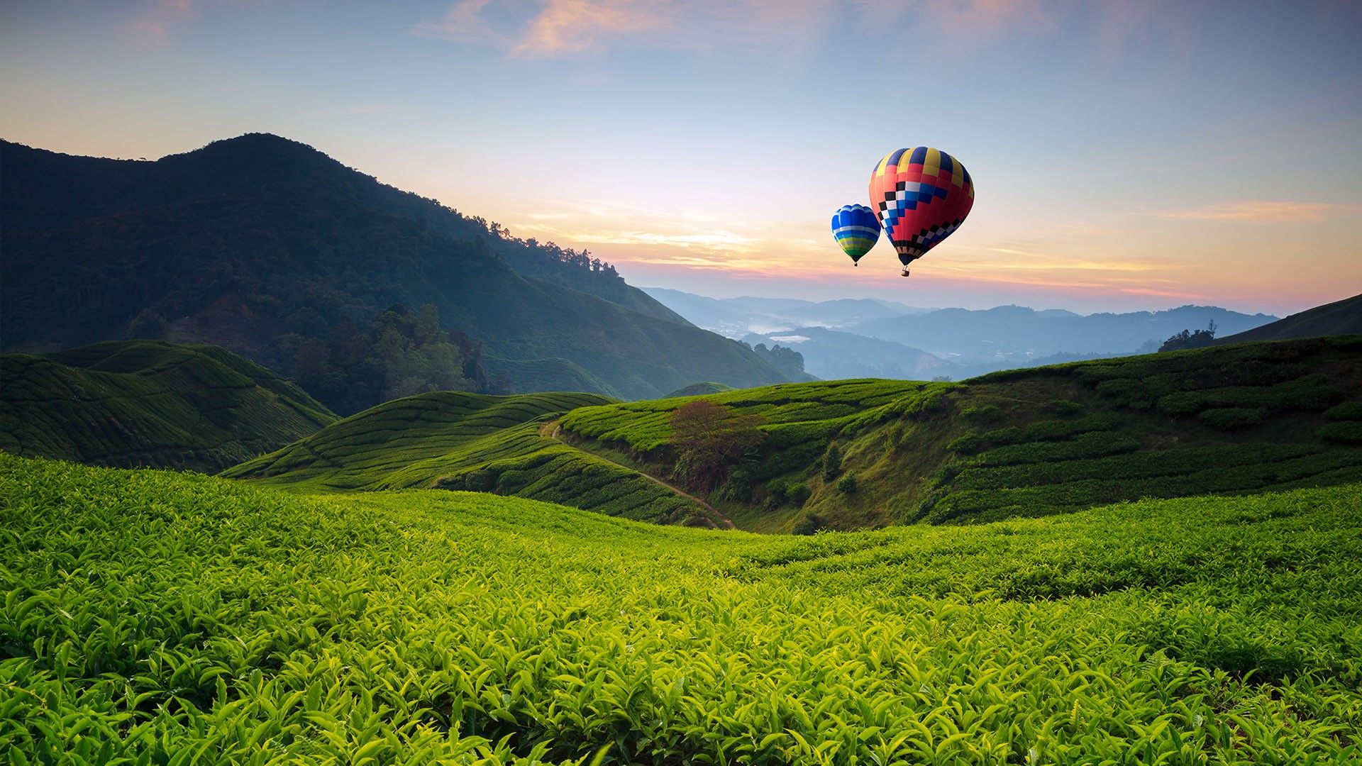 Balloons and tea valley view on sunrise at Cameron Highlands, Tanah Rata, Pahang, Malaysia. Windows 10 Spotlight Image
