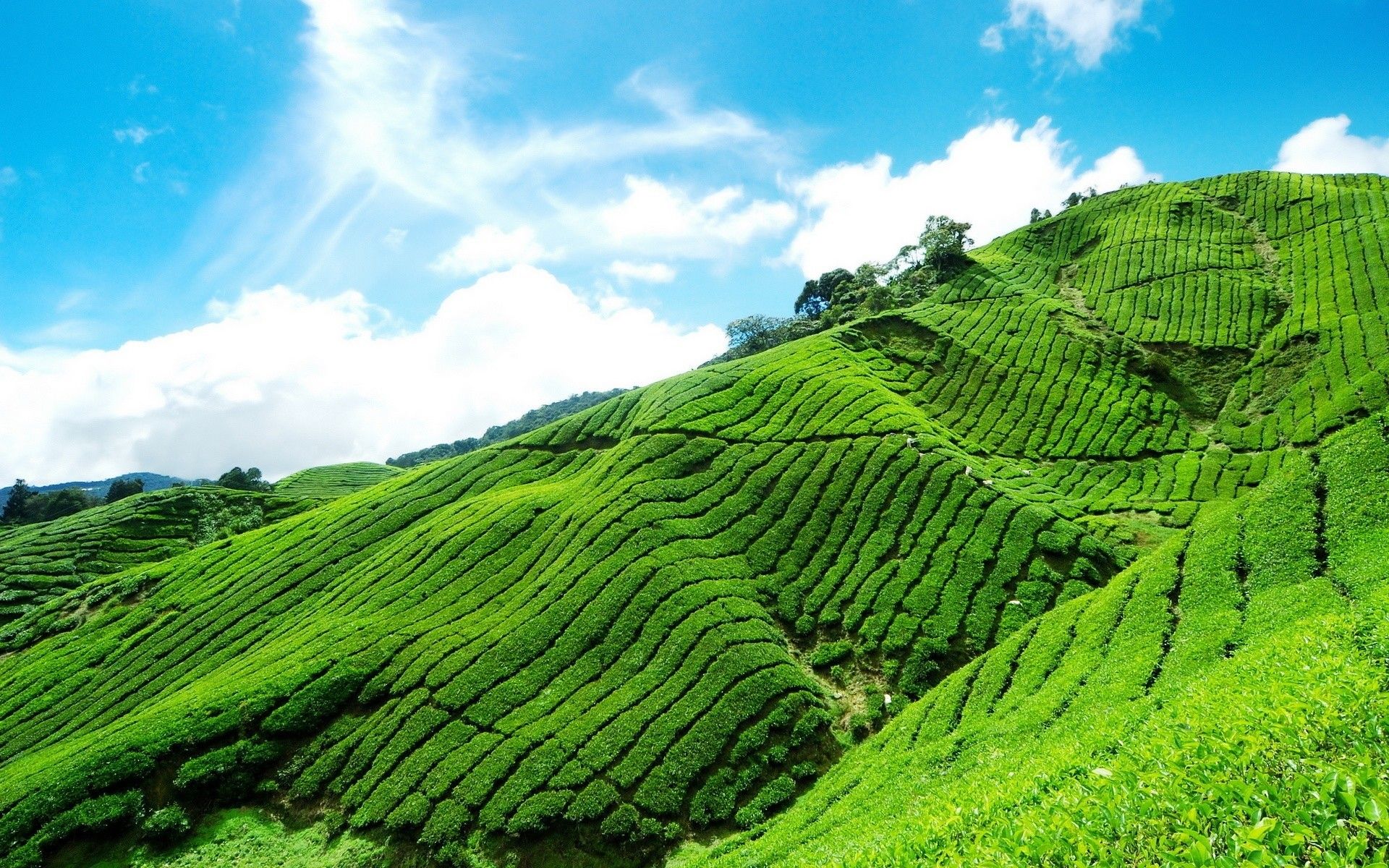 Green Tea Valley HD Desktop Wallpaper HD Desktop Wallpaper Highlands From Kuala Lumpur