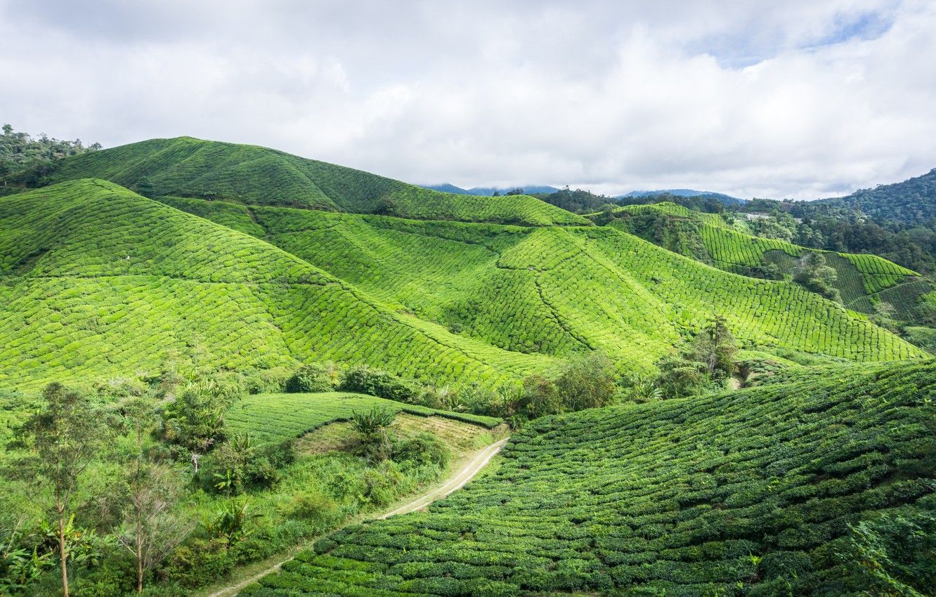 Wallpaper green, nature, hill, highland, malaysia, estate, cameron, cameron highland, boh tea plantation, boh tea image for desktop, section пейзажи