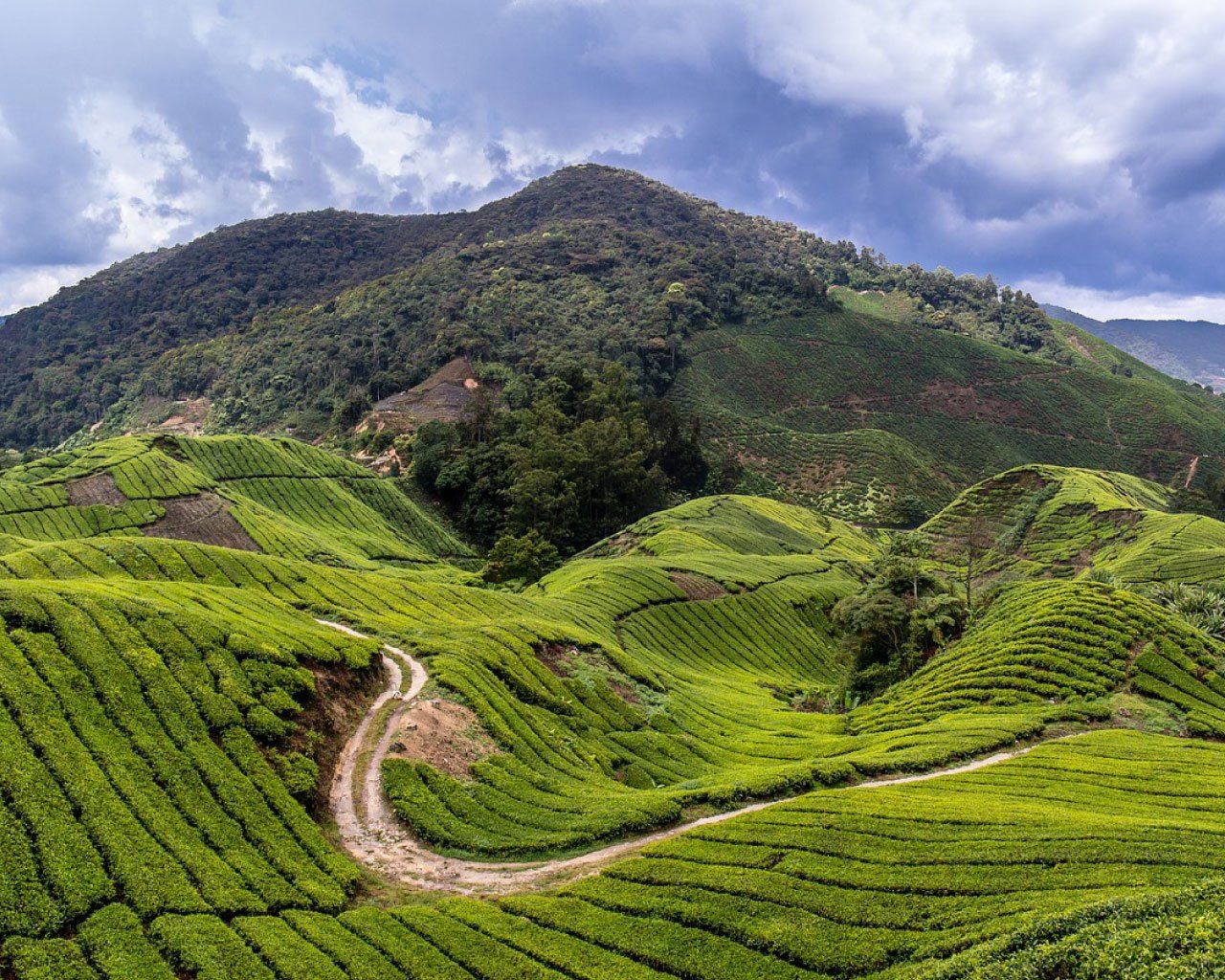 Cameron Highlands: 20 Must Do Things For First Timers