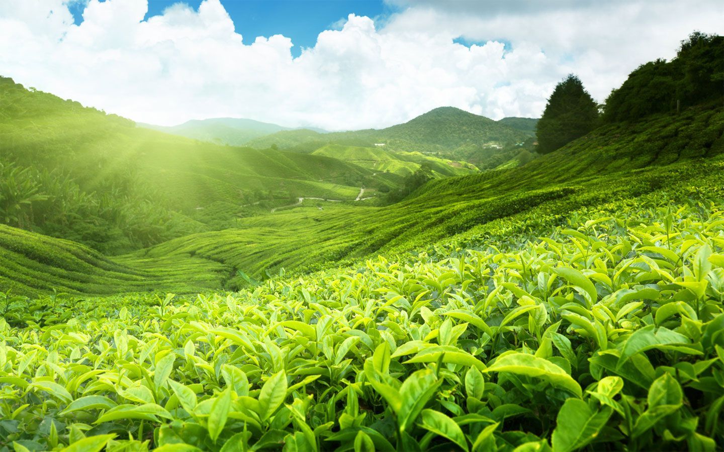 Fields of Tea HD Wallpaper. Black tea benefits, Black tea, Tea