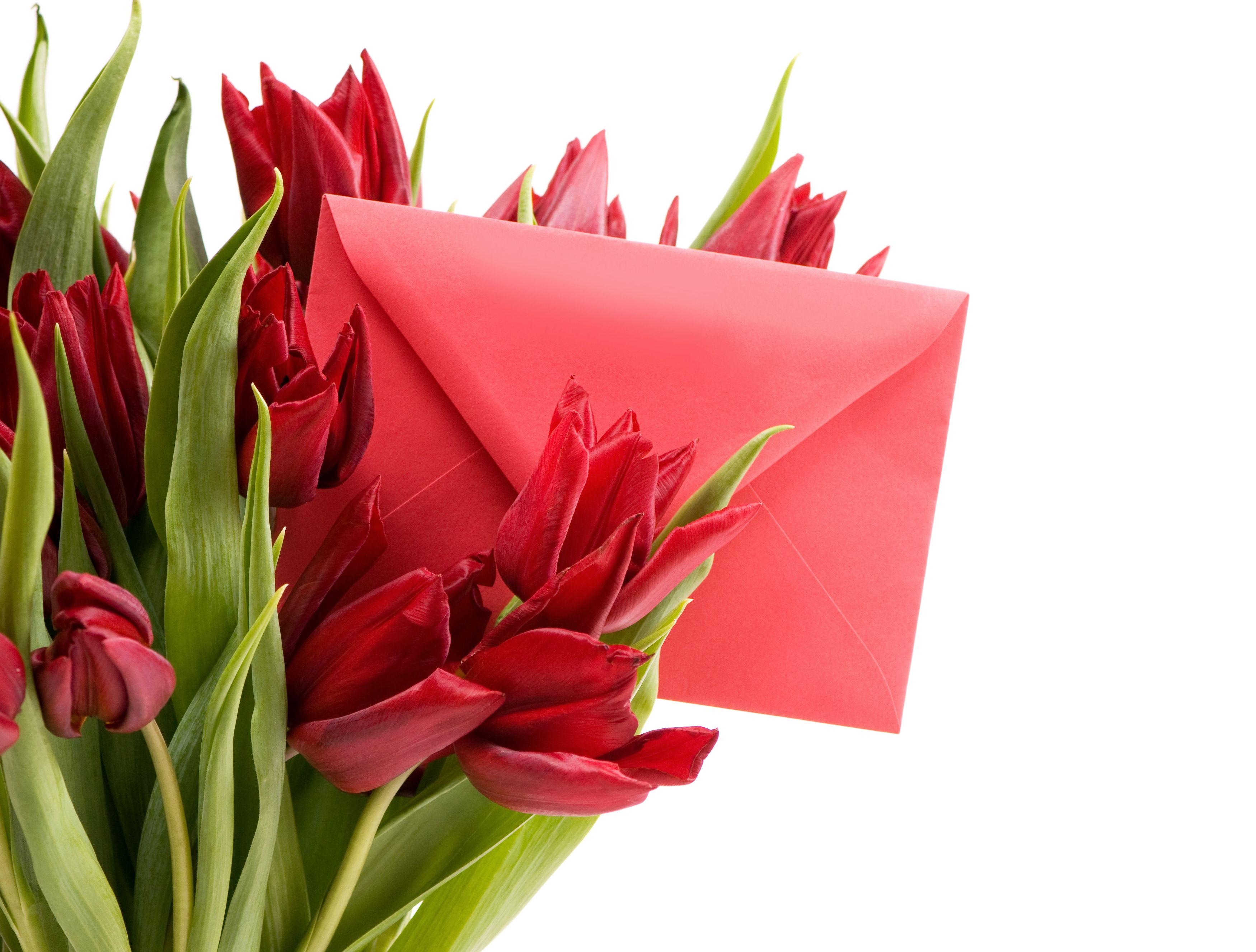 Desktop Wallpaper flower March 8 tulip Envelope Letter 3500x2652