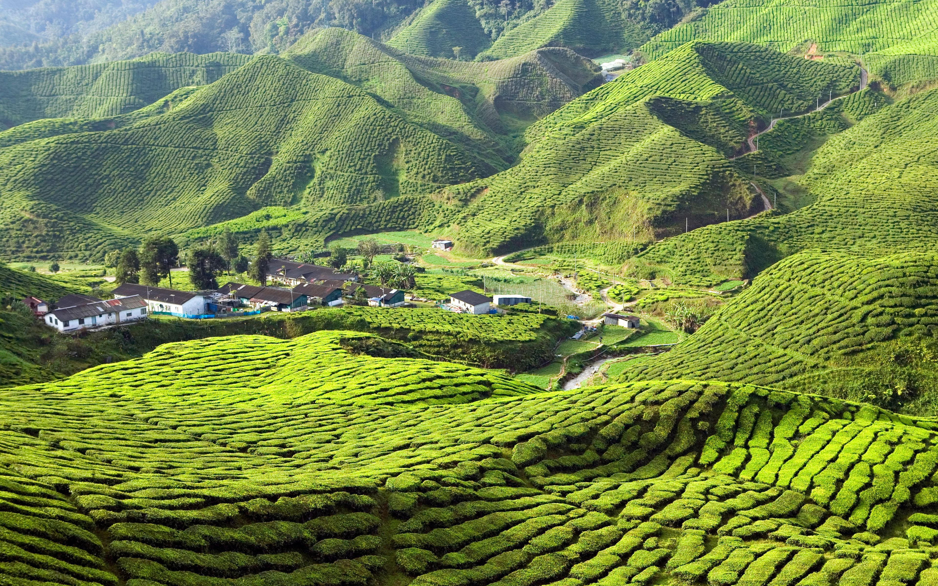 Download wallpaper Cameron Highlands, 4k, tea plantations, hills, summer, Malaysia, Asia for desktop with resolution 3840x2400. High Quality HD picture wallpaper