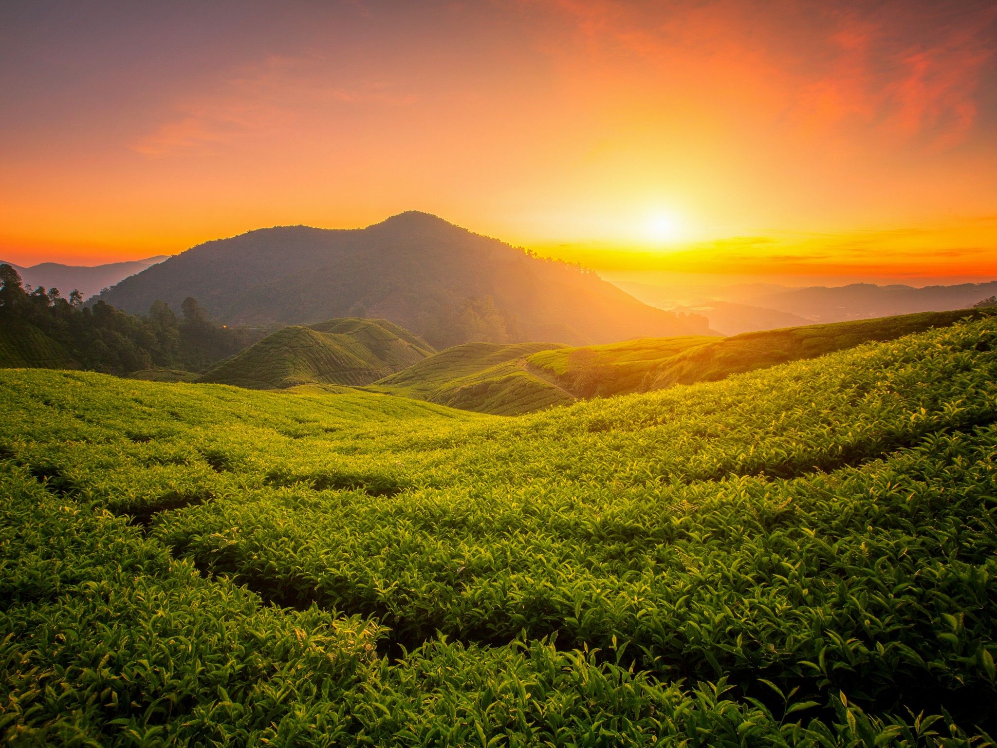 Tea form 4K Wallpaper, Cameron Highlands, Sunrise, Landscape, Hills, Agriculture, Malaysia, 5K, Nature