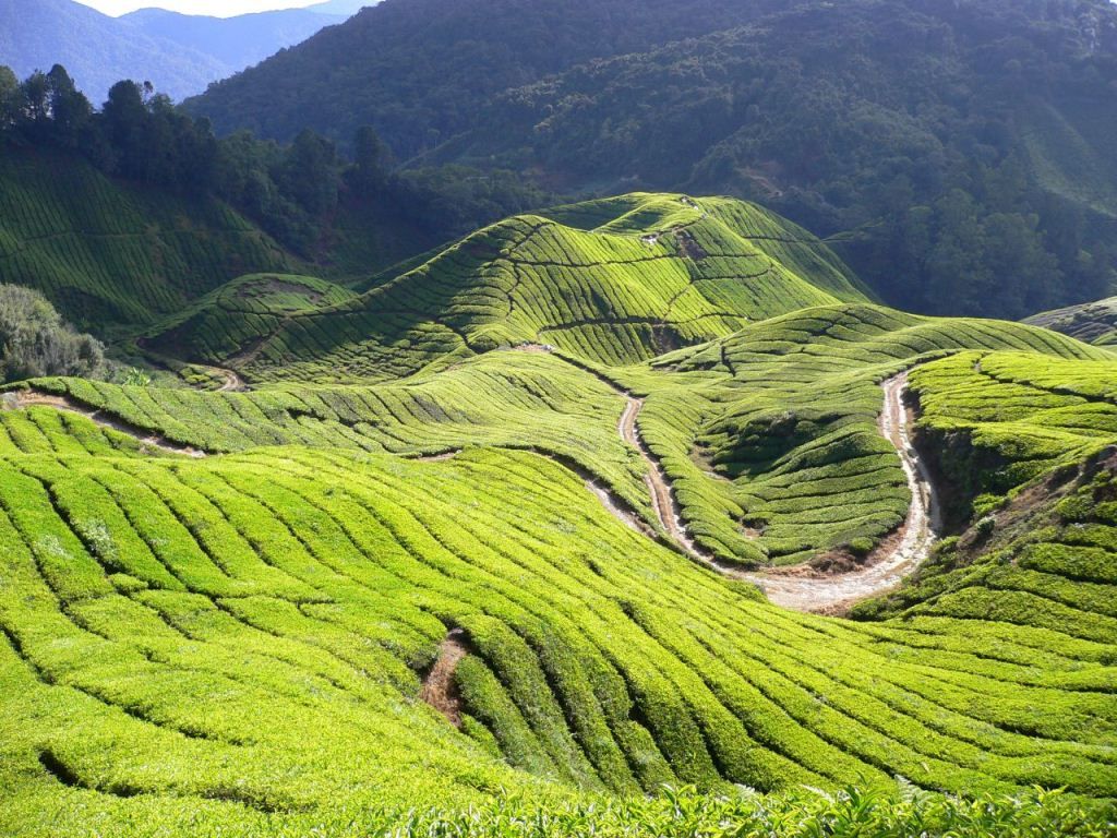 The Cameron Highlands city photo and hotels