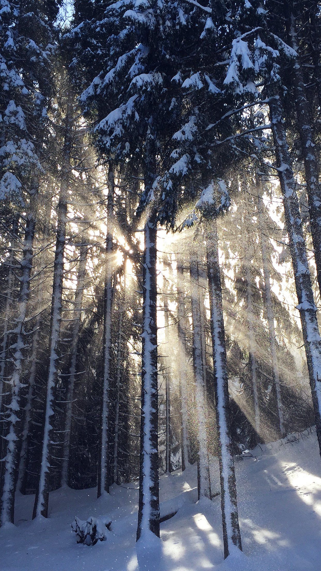 Wood Snow Winter Light Sun Nature Android wallpaper HD wallpaper