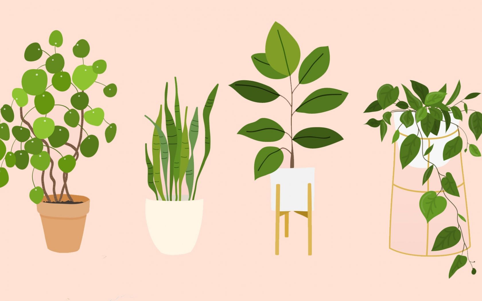 Free download The Best Houseplants That Basically Anyone Can Keep Alive SheKnows [1920x1080] for your Desktop, Mobile & Tablet. Explore Houseplant Wallpaper. Houseplant Wallpaper