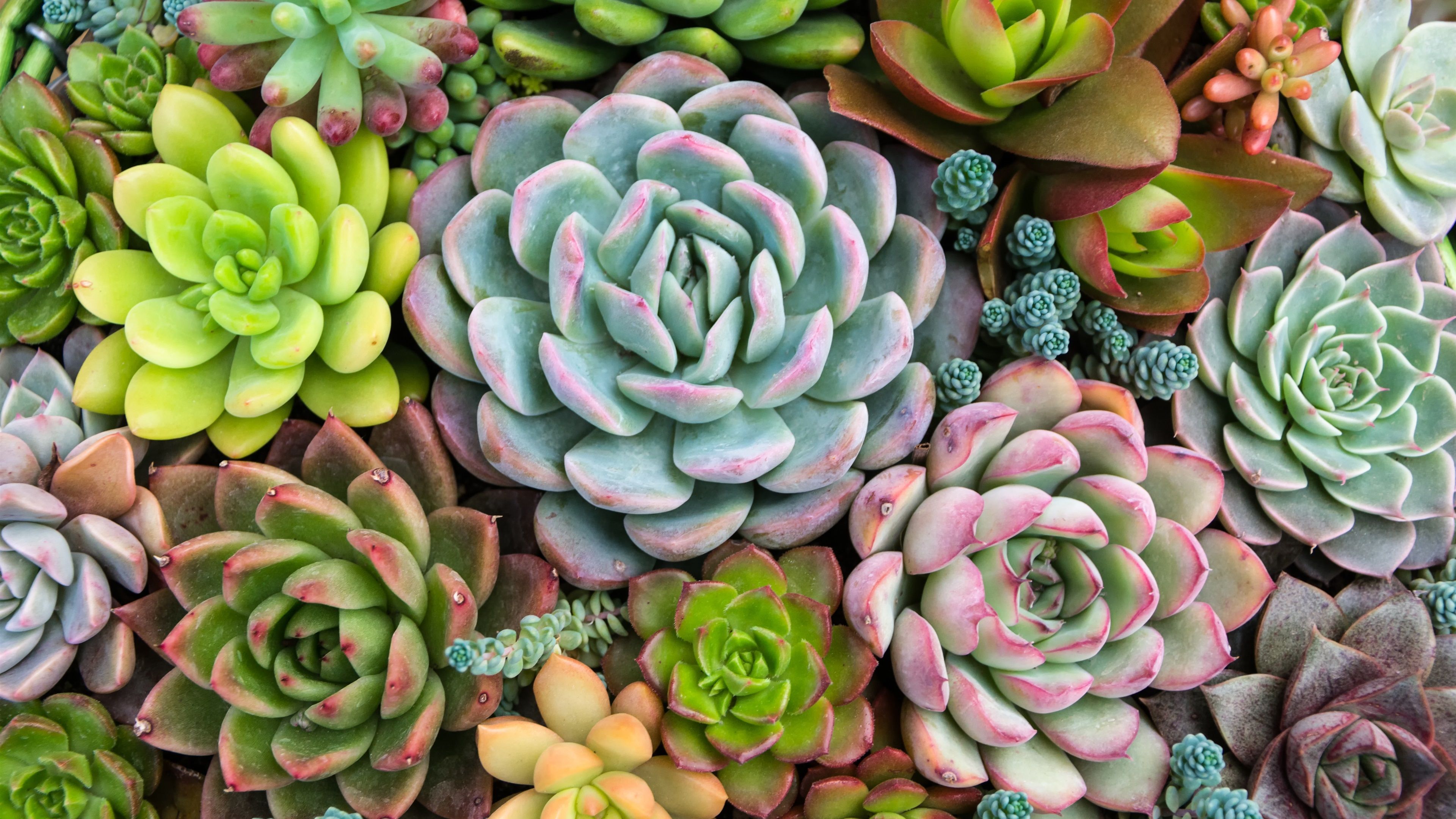 Plants, Succulents, Houseplants 1125x2436 IPhone 11 Pro XS X Wallpaper, Background, Picture, Image