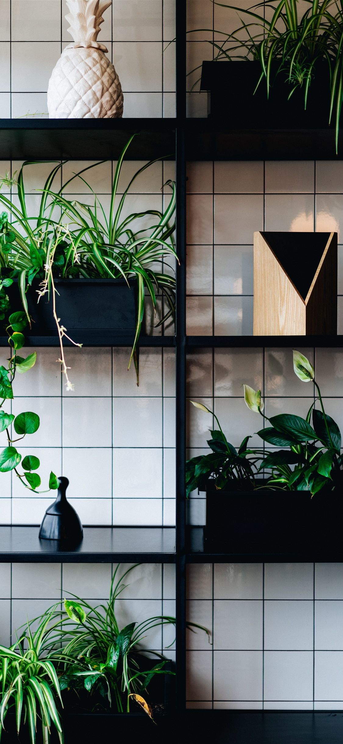 Houseplants, shelf iPhone XS Max, X 8, 7, 6, 5, 4, 3GS wallpaper download