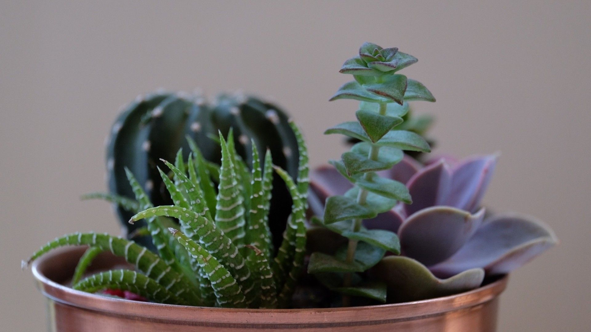 Wallpaper Succulent Plant, Flowers, Pot, Houseplant HD Succulent Pot