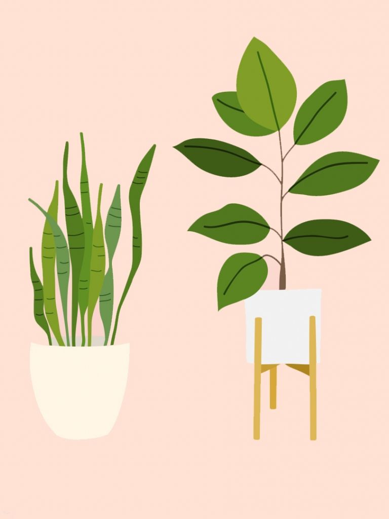 Free download The Best Houseplants That Basically Anyone Can Keep Alive SheKnows [1920x1080] for your Desktop, Mobile & Tablet. Explore Houseplant Wallpaper. Houseplant Wallpaper