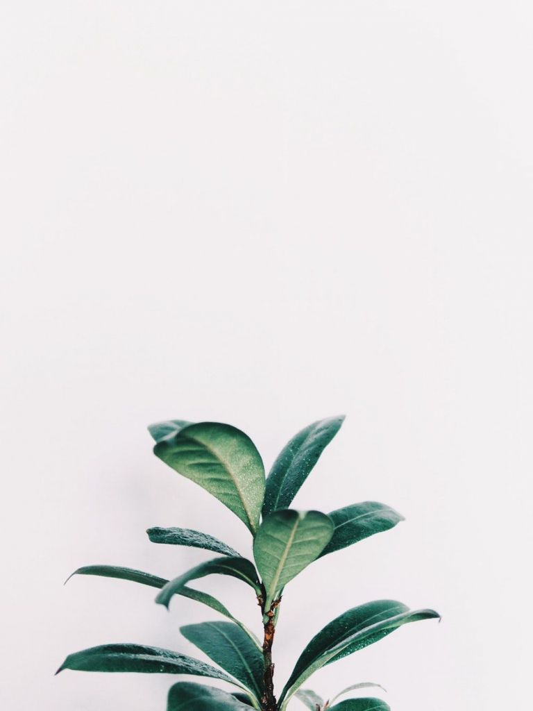Free download White Aesthetic Plants Wallpaper Top White Aesthetic [1000x1506] for your Desktop, Mobile & Tablet. Explore Houseplant Wallpaper. Houseplant Wallpaper