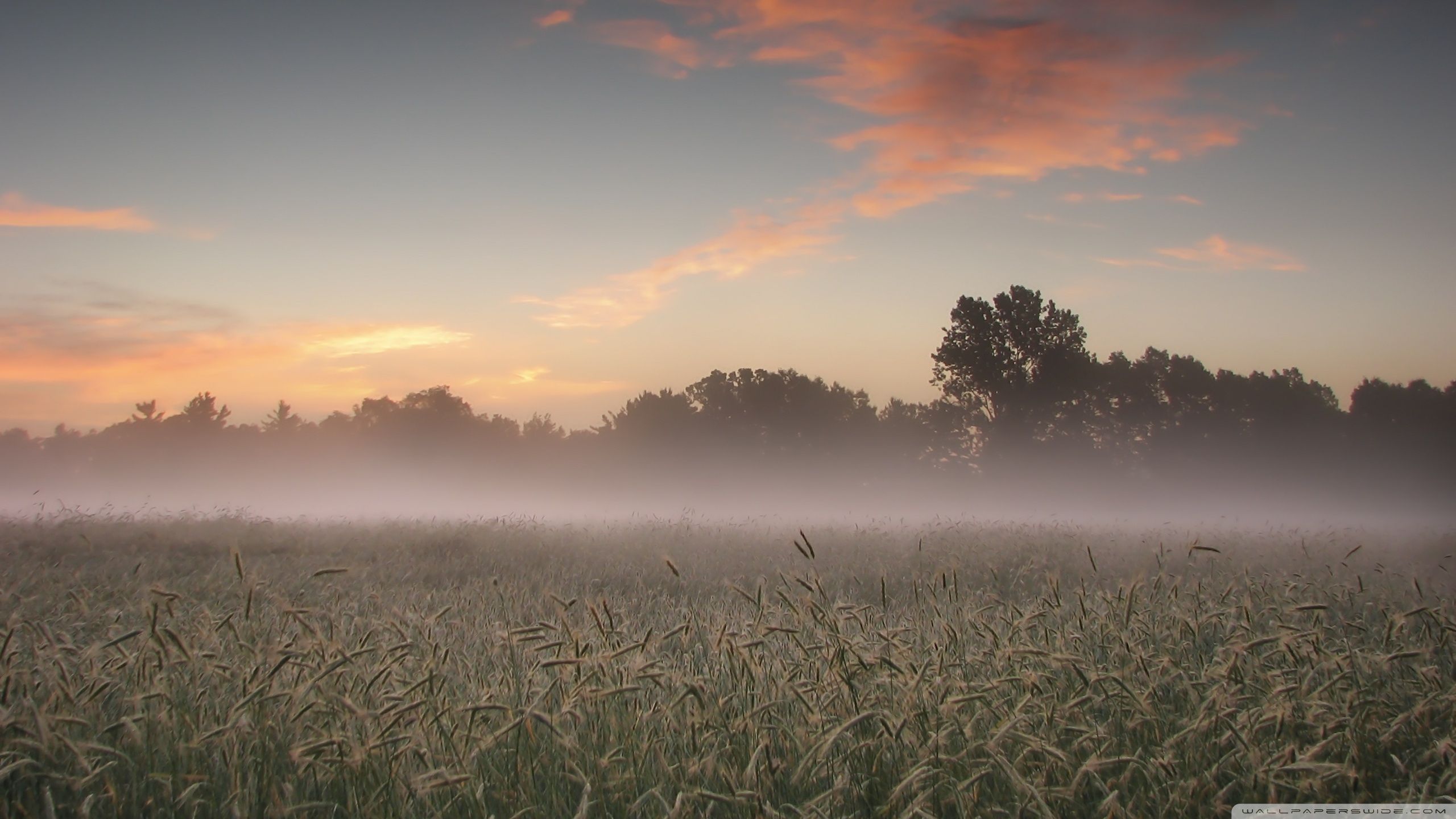 Foggy Morning Wallpapers - Wallpaper Cave