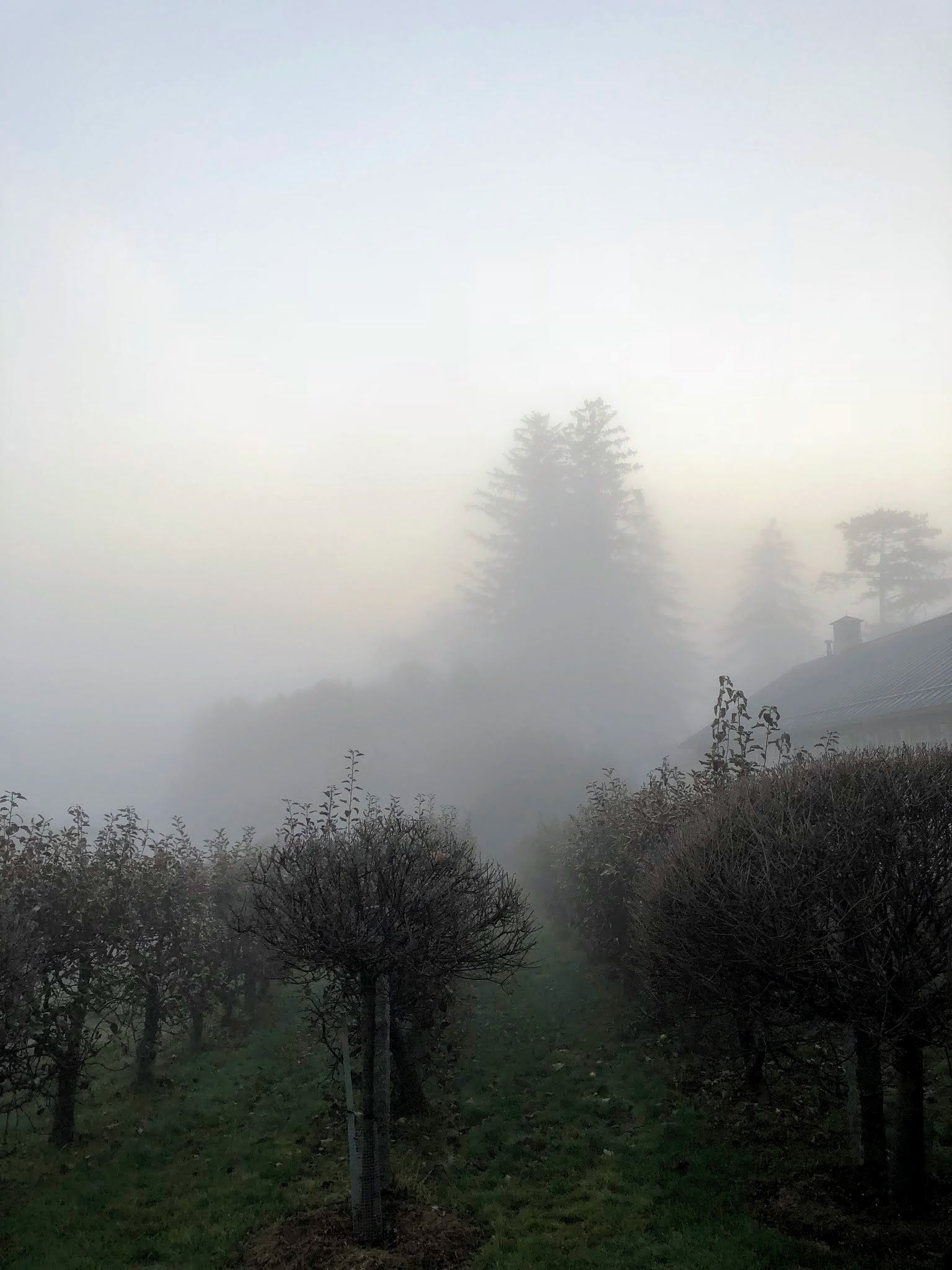 Free photo: MORNING FOG, Bspo06, Cliffs