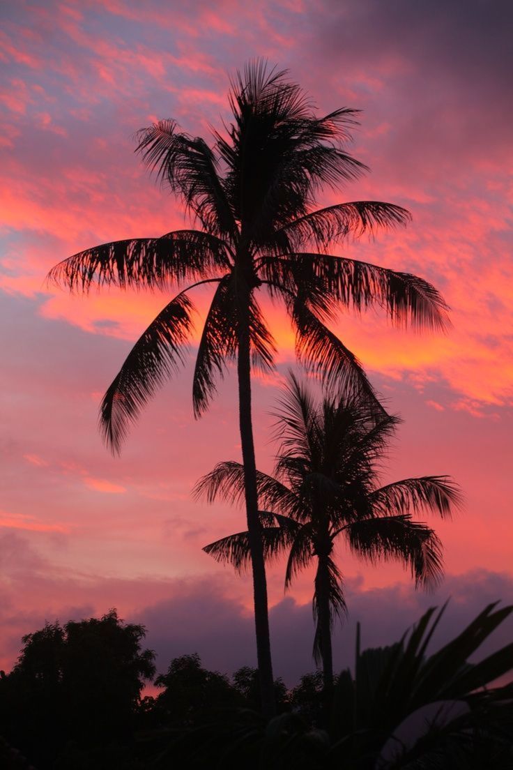 sunset. Sunset wallpaper, Sky aesthetic, Palm trees wallpaper