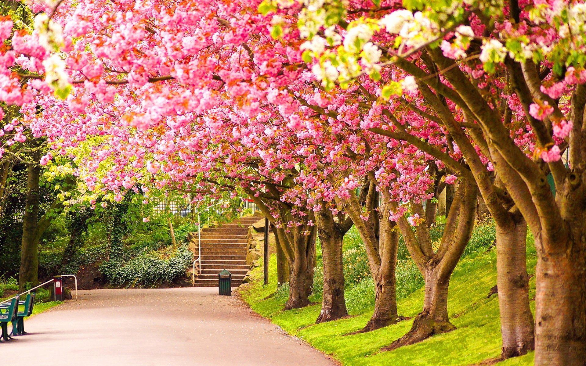 Bing Spring Wallpaper