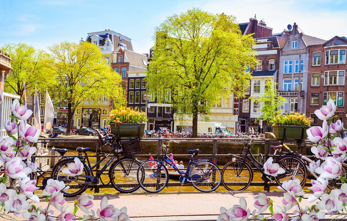 Wallpaper bridge, bike, river, spring, Amsterdam, flowering, bridge, blossom, Amsterdam, flowers, old, spring, buildings, Netherlands, canal image for desktop, section город