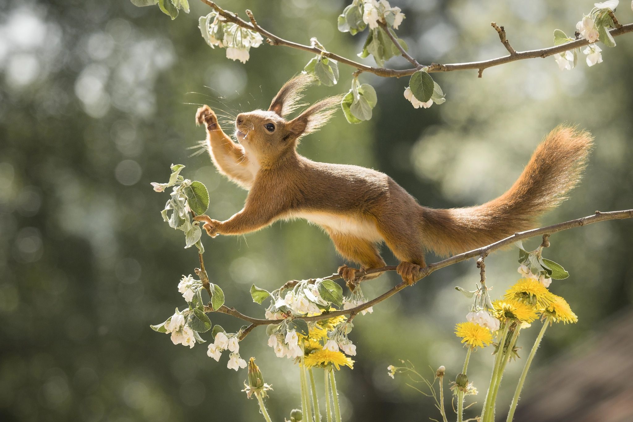 Wallpaper. Animals. photo. picture. flowers, branches, nature, pose, Animal