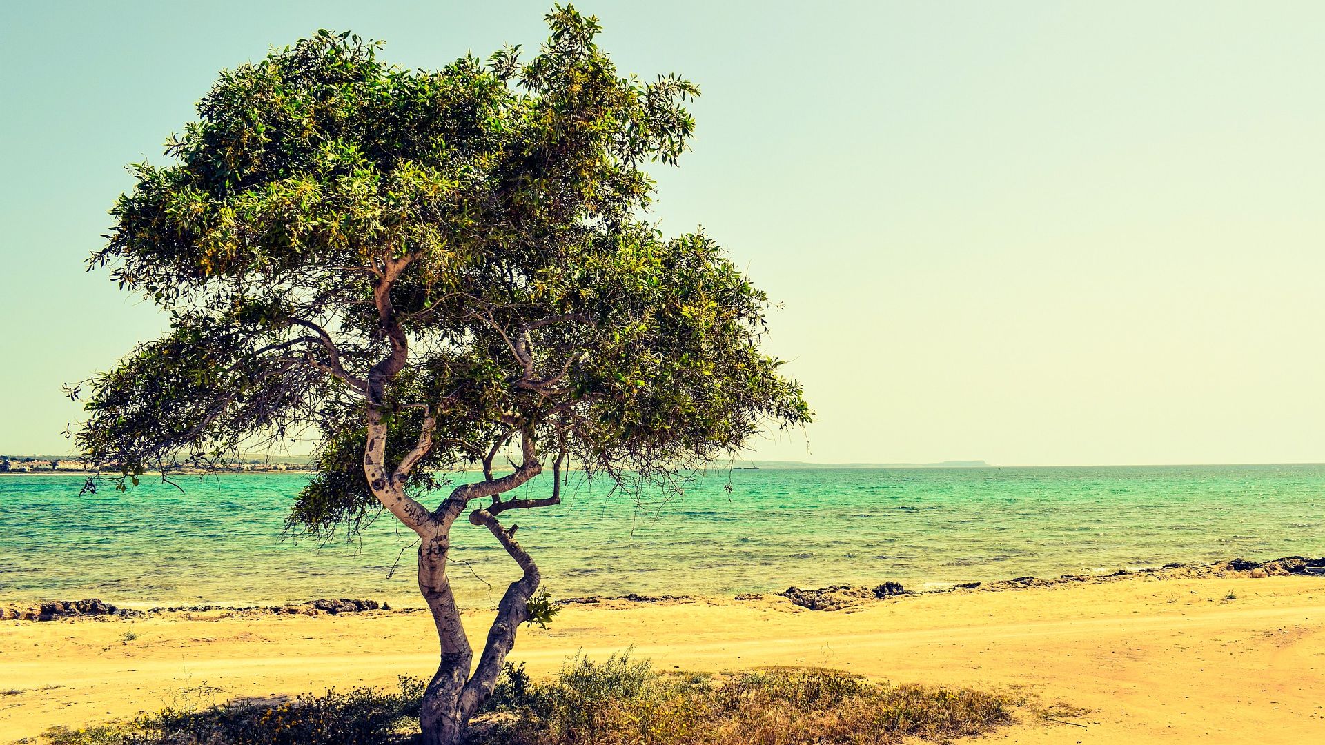 Desktop Wallpaper Solo Tree At Beach, Landscape, Sea, HD Image, Picture, Background, Ofs5 1