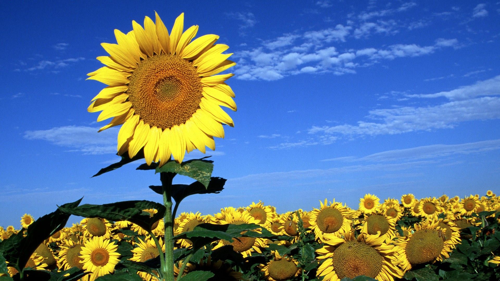 sun flowers HD free wallpaper of spring season