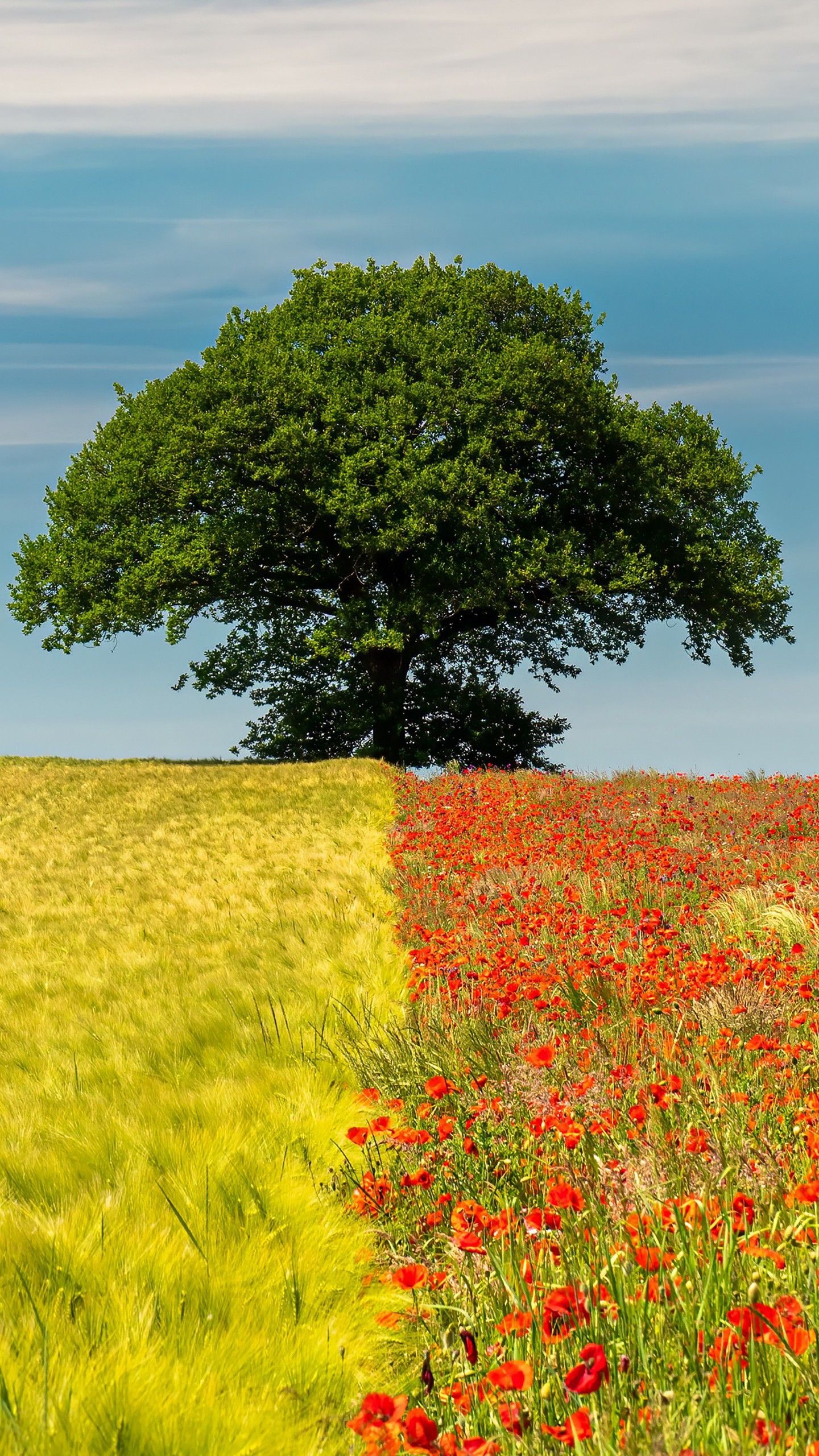 Dual Colour Field In Solo Tree During Daytime 4K HD Wallpaper