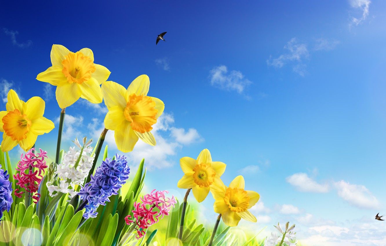 Wallpaper the sky, grass, the sun, flowers, spring, sky, flowers, daffodils, spring, meadow, swallows image for desktop, section цветы