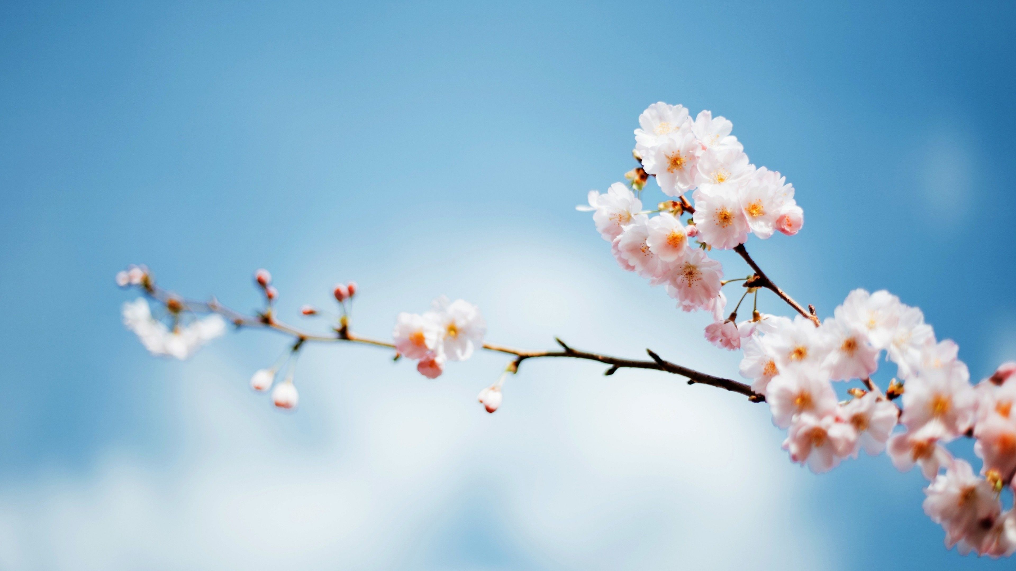 Download 3840x2160 White Flowers, Blossom, Spring, Sky, Branch Wallpaper for UHD TV