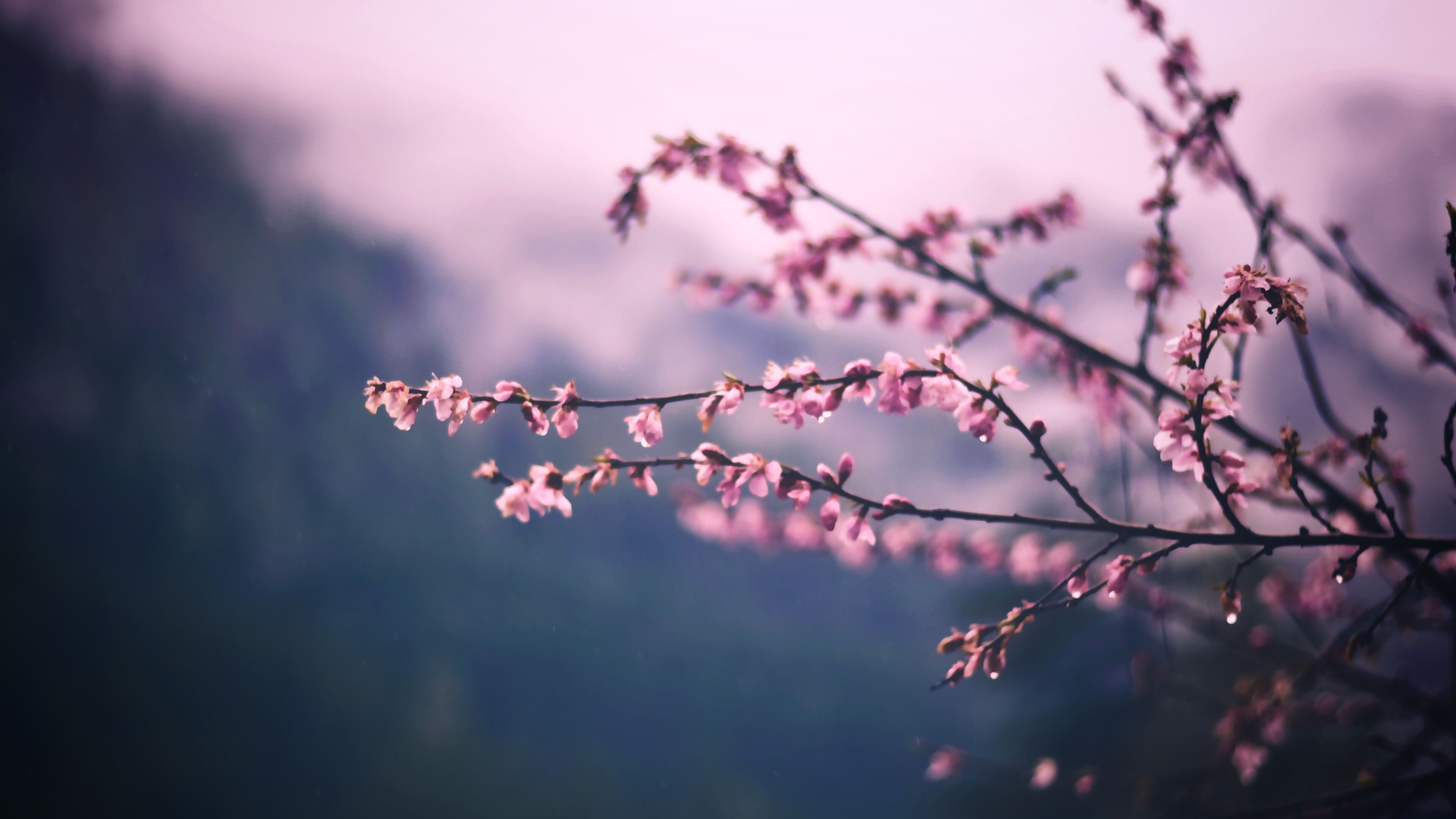 Pink Blossom Tree Branch Spring 5k 4k HD 4k Wallpaper, Image, Background, Photo and Picture