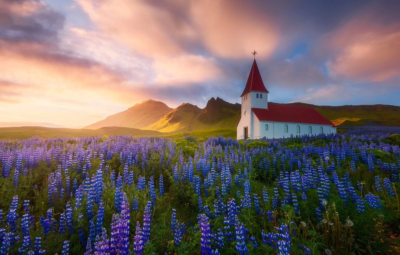 Wallpaper flowers, nature, Spring, Summer, Church, temple, Iceland image for desktop, section природа