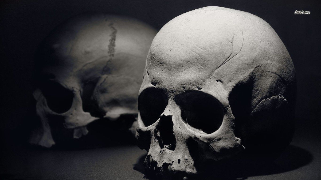 Human skull HD wallpaper. Skull wallpaper, Human skull photography, Skull