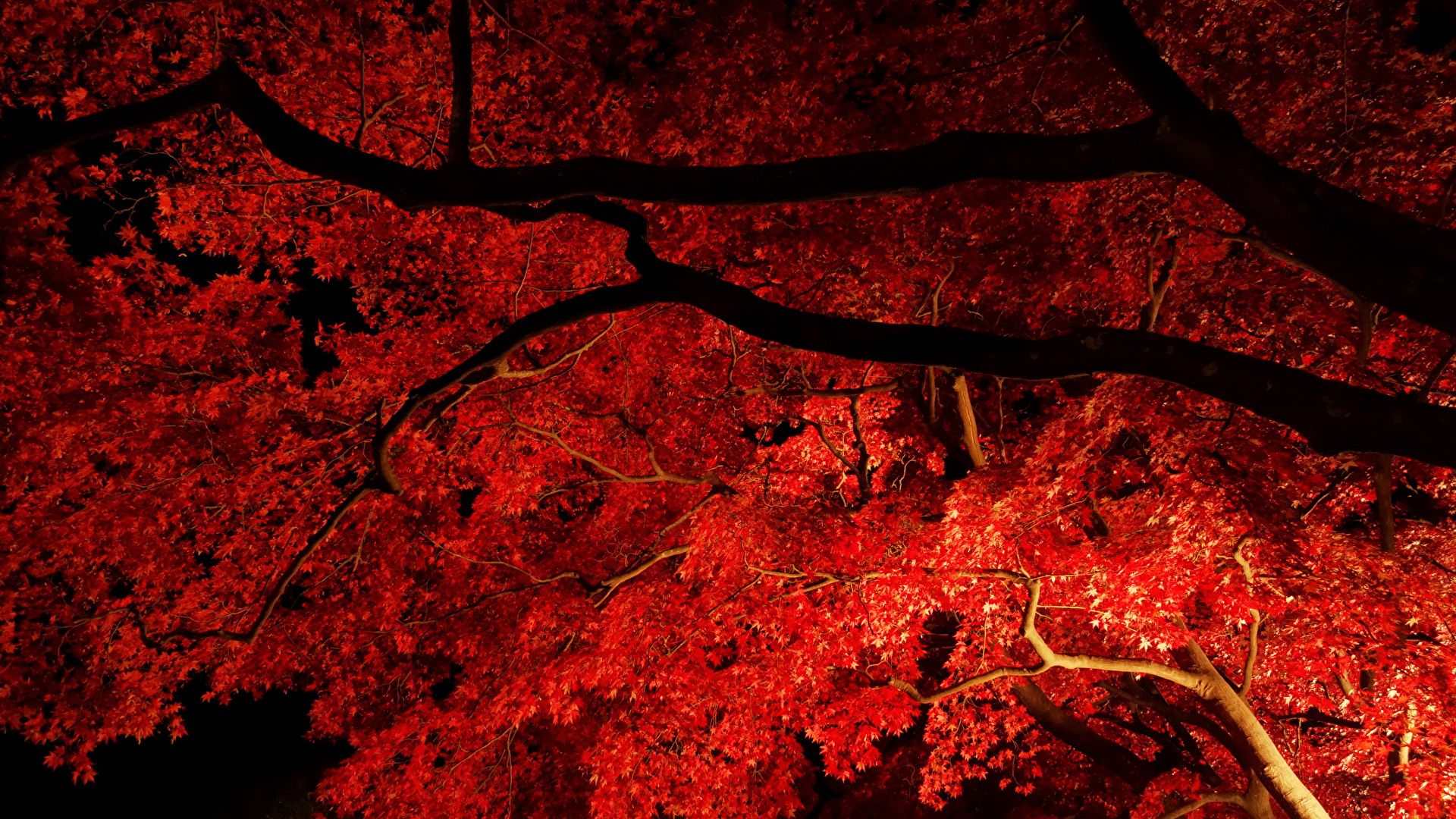 Photos Maple Autumn Nature Night Branches 1920x1080
