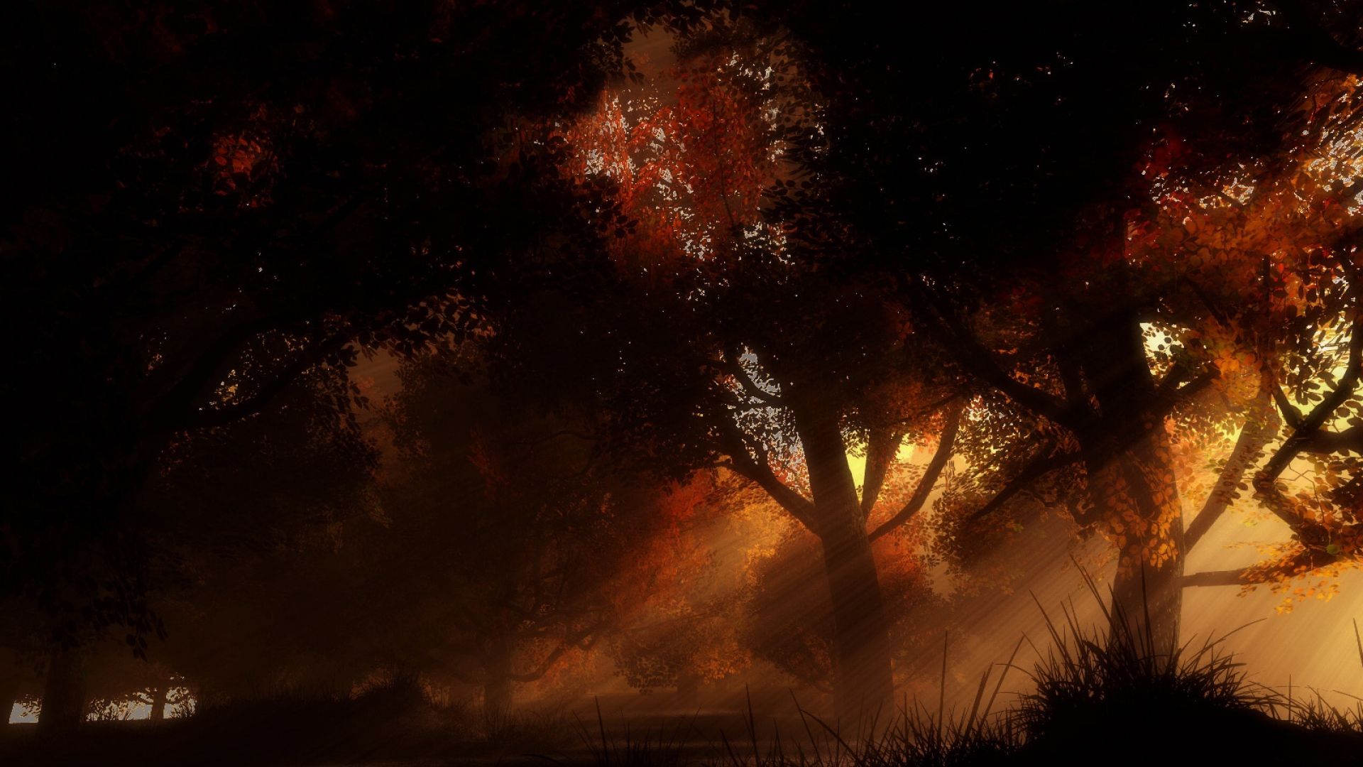 Download Wallpaper 1920x1080 trees, night, autumn Full HD 1080p HD Background