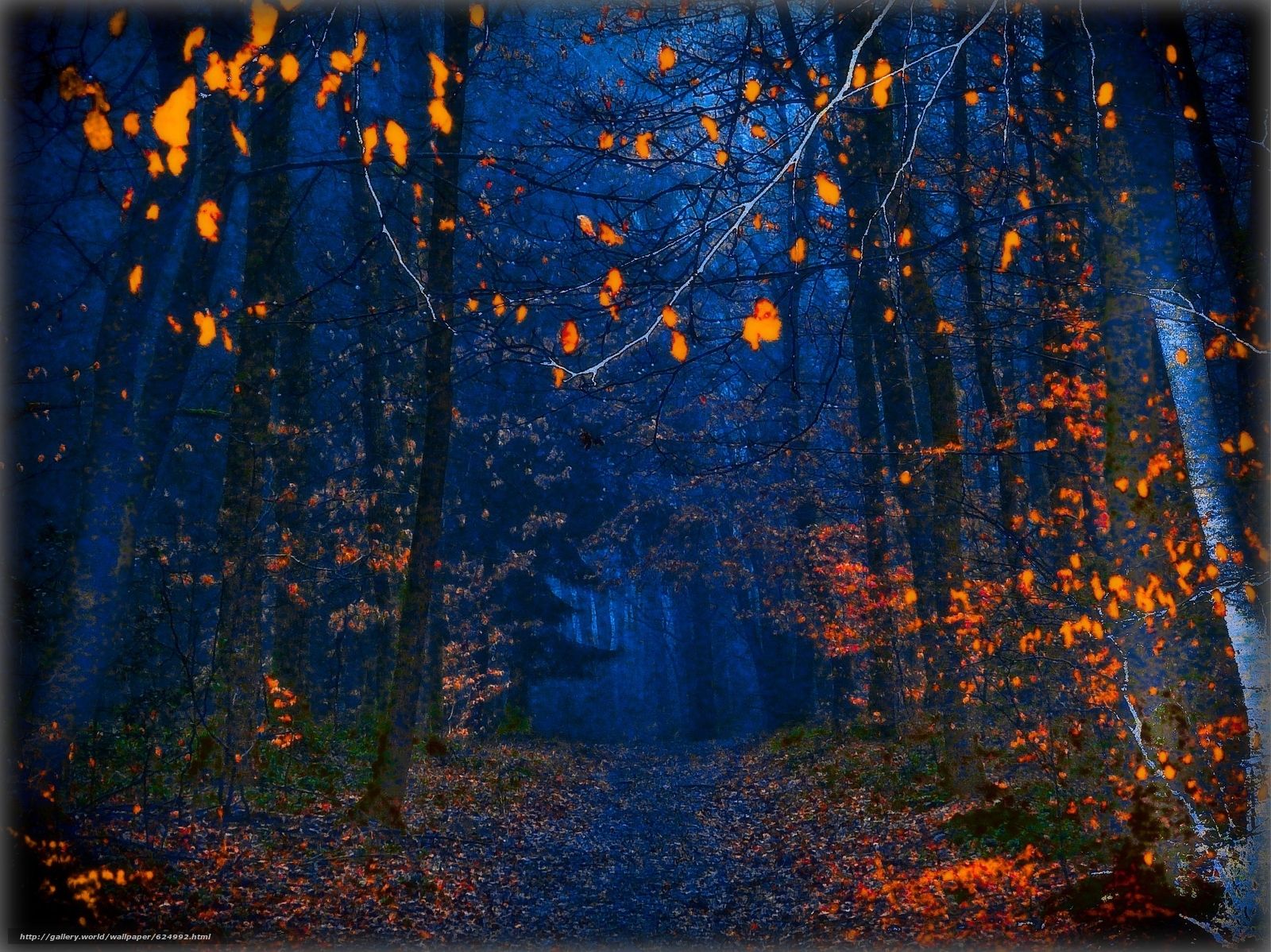Download wallpaper autumn, night, forest, road free desktop wallpaper in the resolution 2560x1916