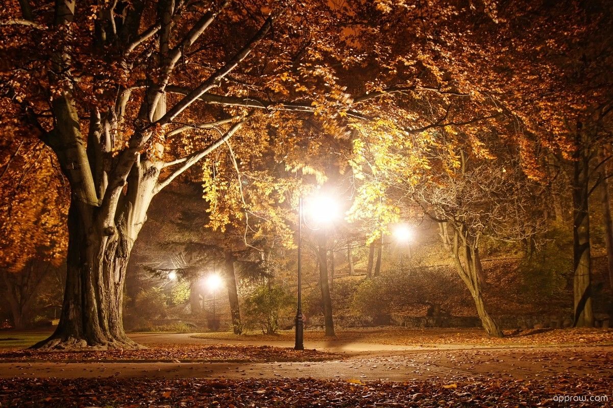 Autumn Park At Night Wallpaper download HD Wallpaper