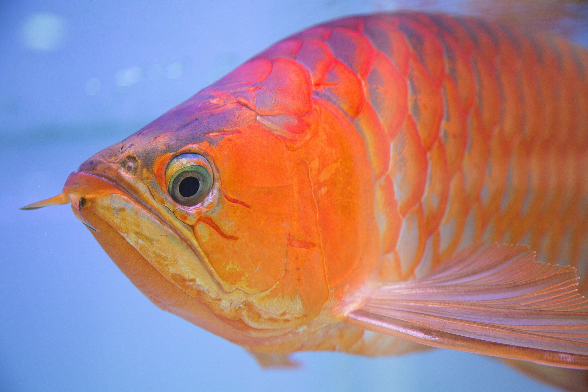 Cosmetic Surgery for a Pet Fish? In Asia, This One Is King of the Tank